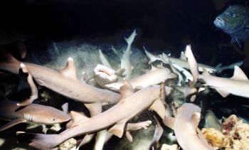 sharks, costa rica, coco island, nikonos v, 15 mm by Paolo Scotti 